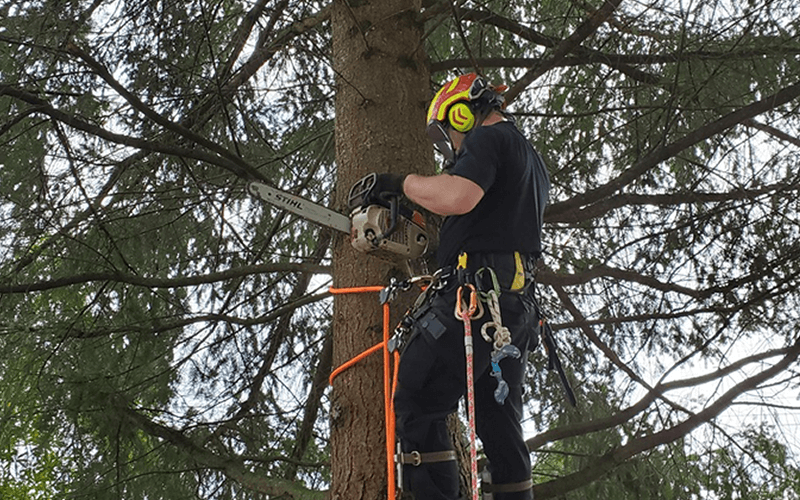 Fine Line Tree Service Committed to professional results and customer